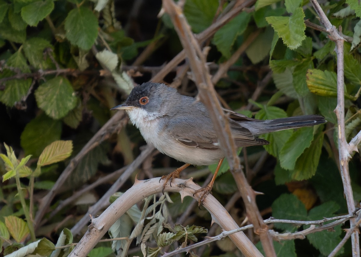 Menetries's Warbler - Simon Colenutt