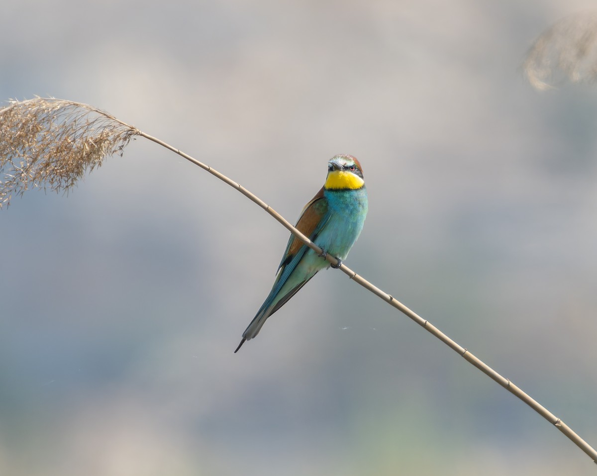 European Bee-eater - ML459890991