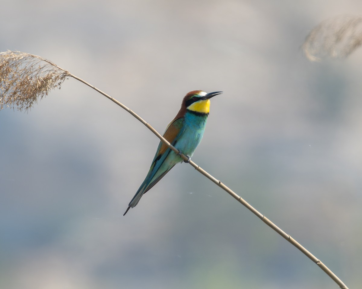 European Bee-eater - ML459891021
