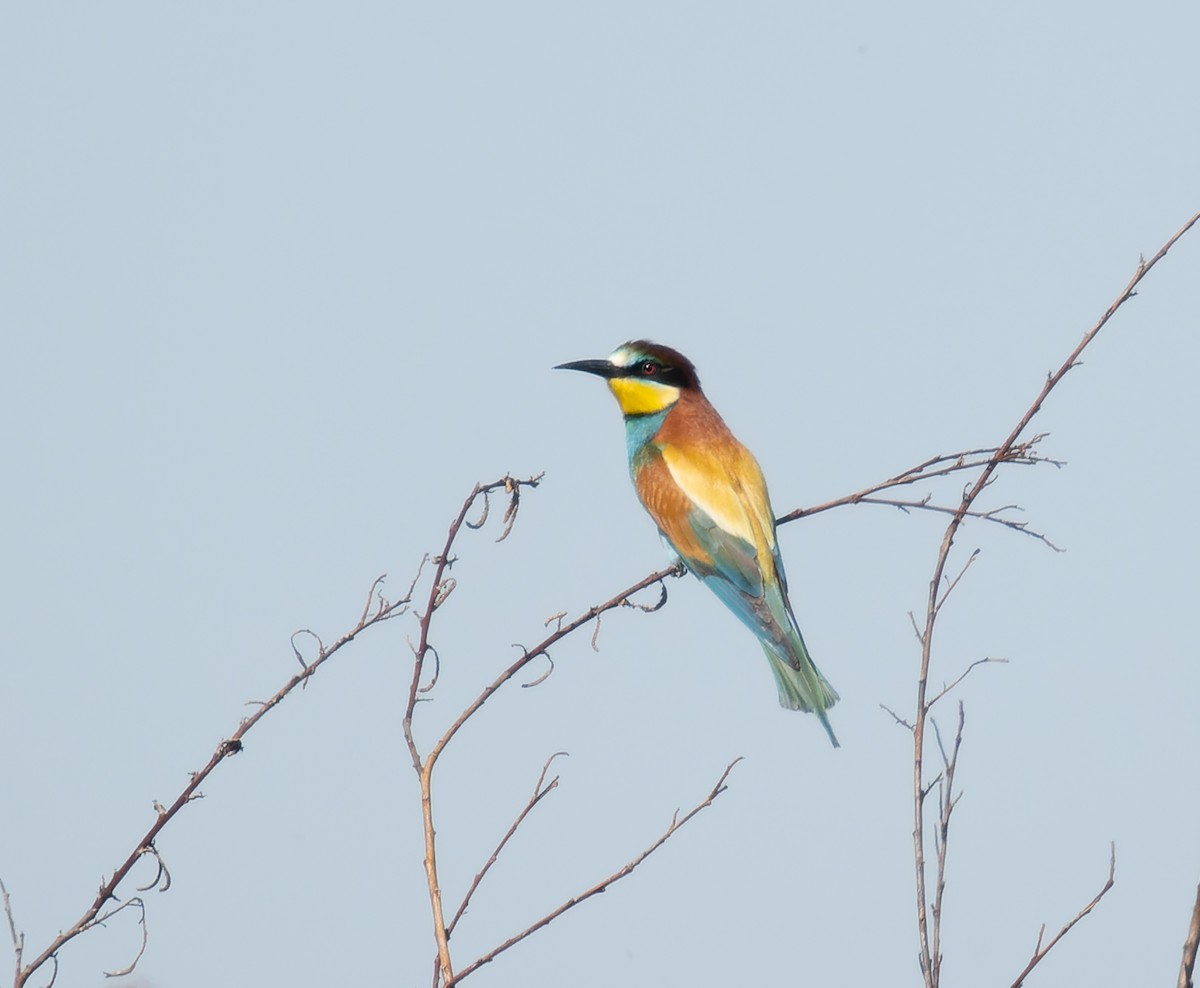 European Bee-eater - ML459891381