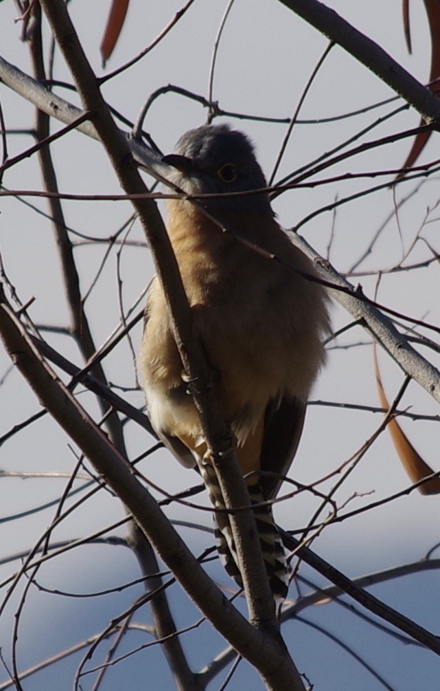 Fan-tailed Cuckoo - Max Weatherall