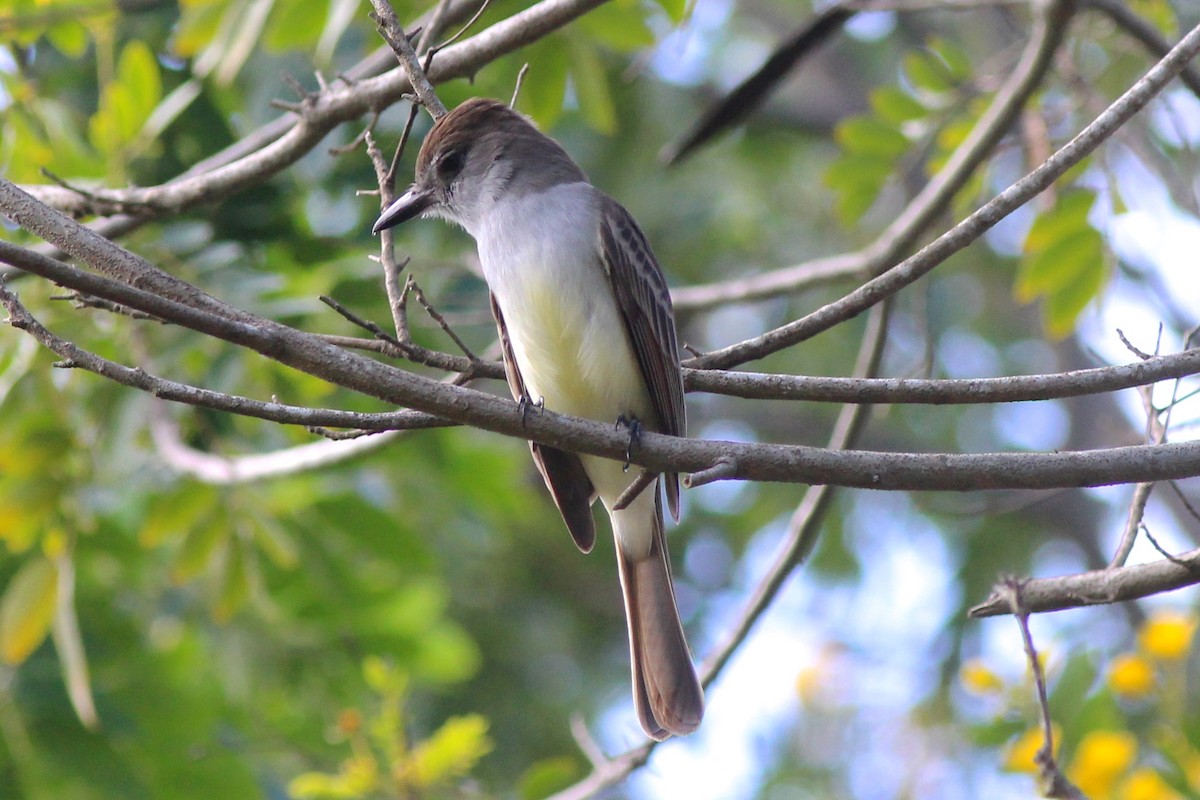 Yucatan Flycatcher - Nicole Desnoyers