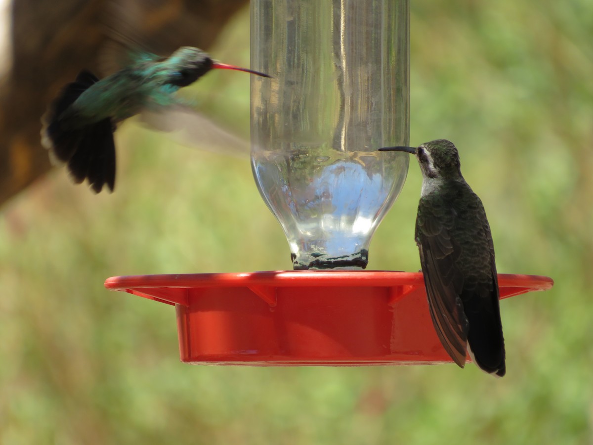 Blue-throated Mountain-gem - Laura Hasty