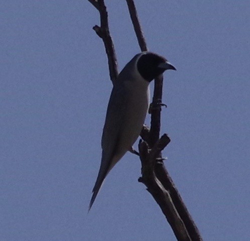 Masked Woodswallow - ML459898061