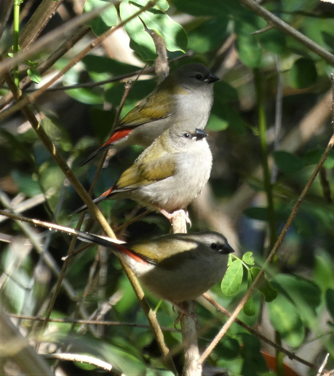 Red-browed Firetail - ML459902861