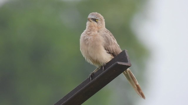 Large Gray Babbler - ML459902931