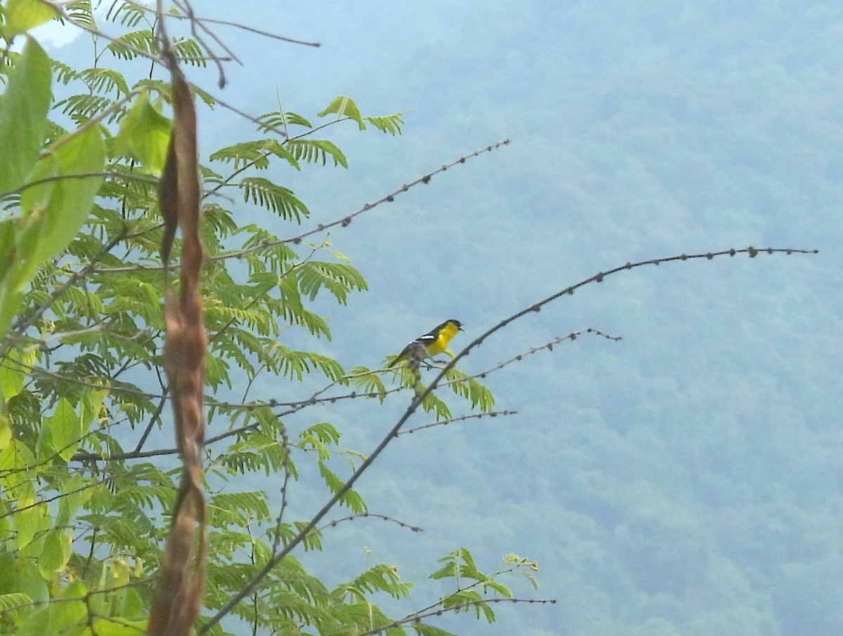 Common Iora - ML459903011