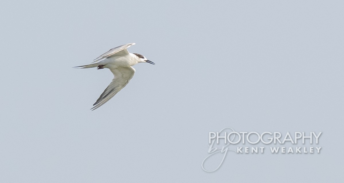 Common Tern - Kent Weakley