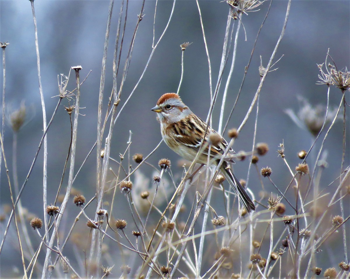 American Tree Sparrow - ML45990311