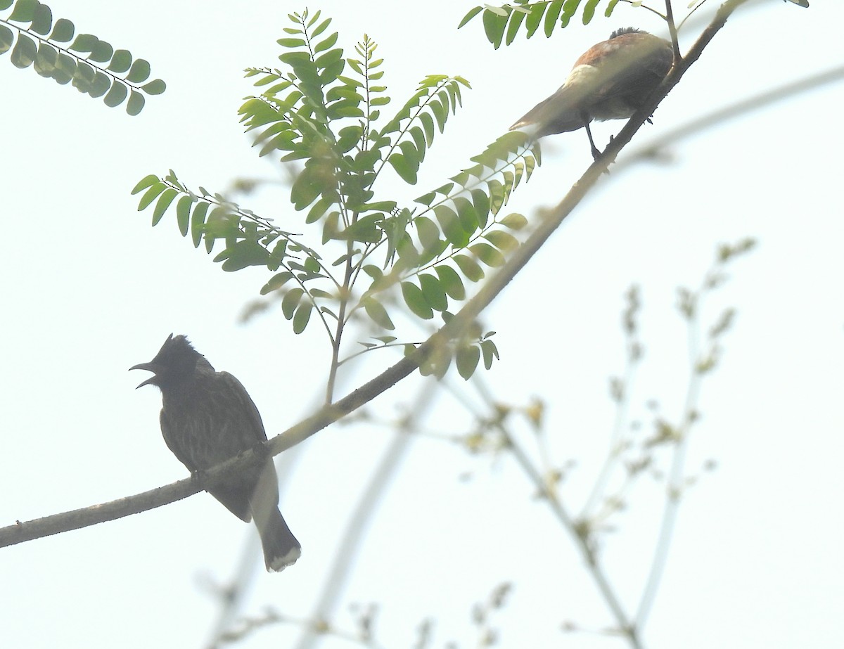 Red-vented Bulbul - ML459903231