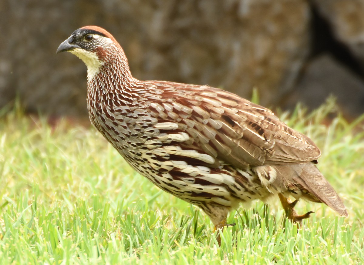 Francolin d'Erckel - ML45990341