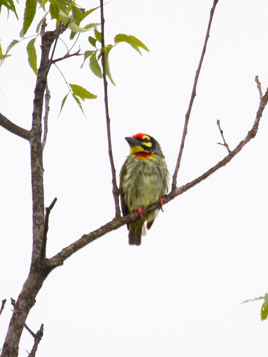 Coppersmith Barbet - ML459903601