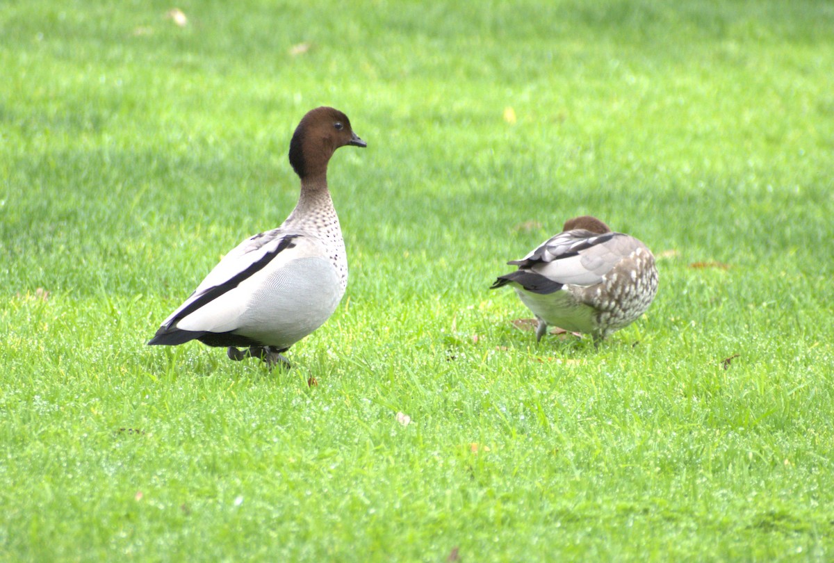 Maned Duck - ML459903621