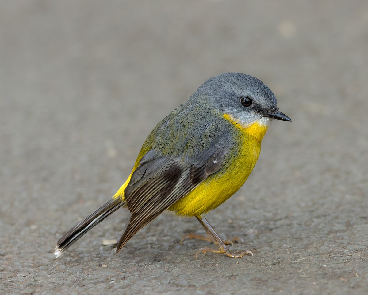 Eastern Yellow Robin - ML459903931