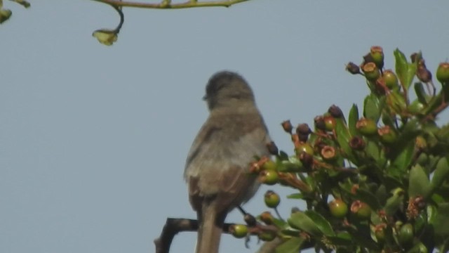 Curruca Zarcerilla - ML459904511