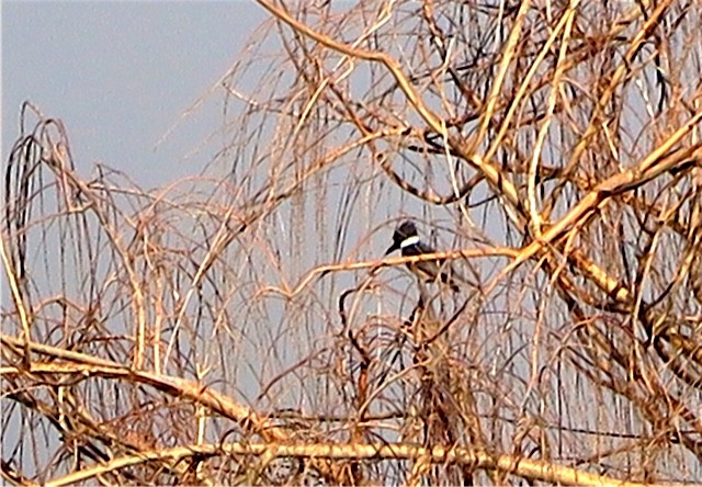 Belted Kingfisher - ML45990811
