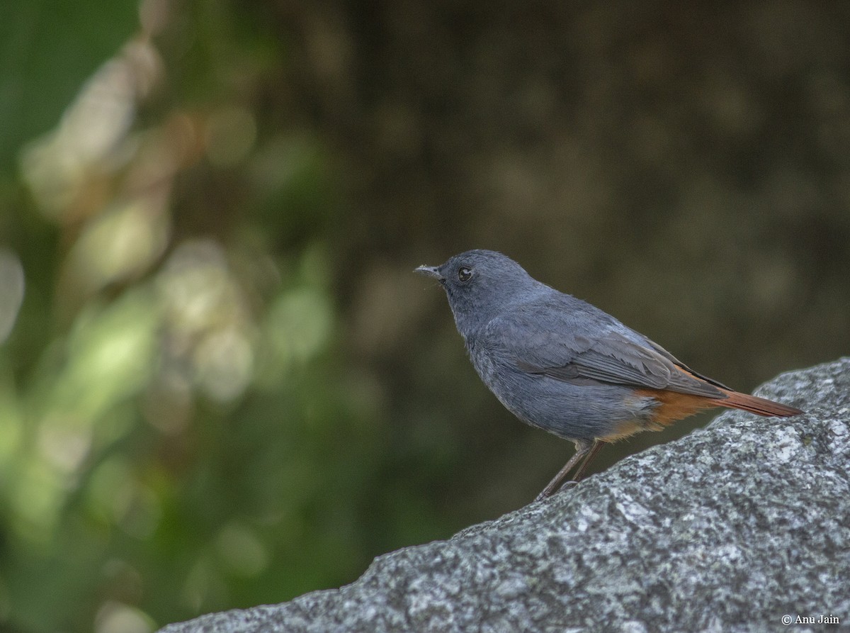 Plumbeous Redstart - ML459908591