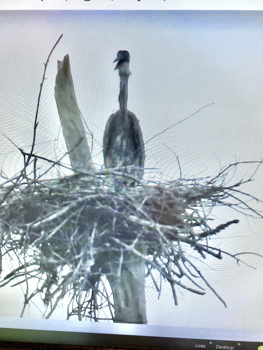 Great Blue Heron - ML459909101