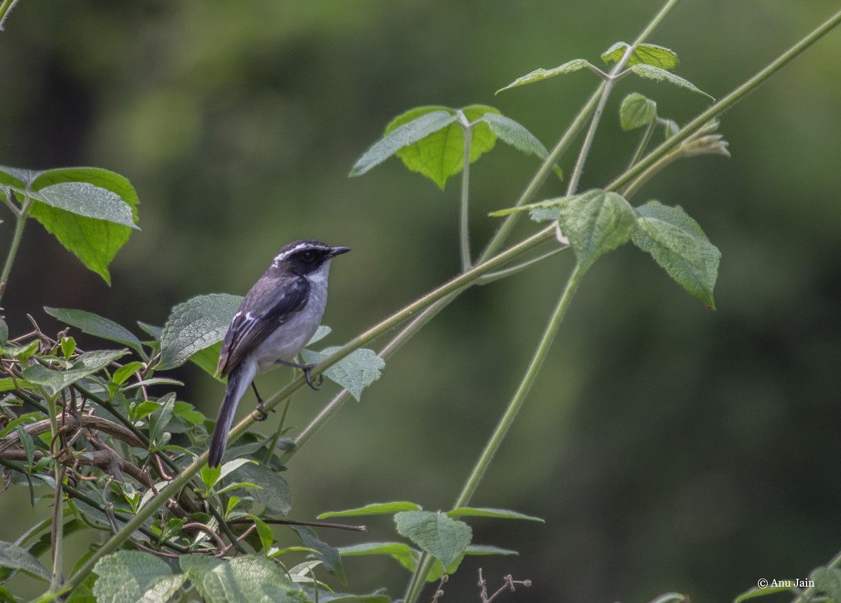 Gray Bushchat - ML459909471