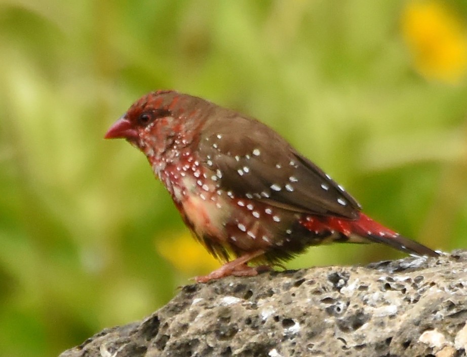 Red Avadavat - ML45990961