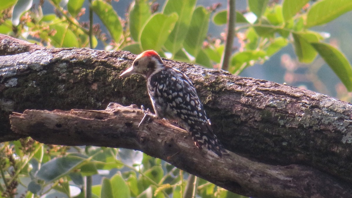 Yellow-crowned Woodpecker - ML459911071