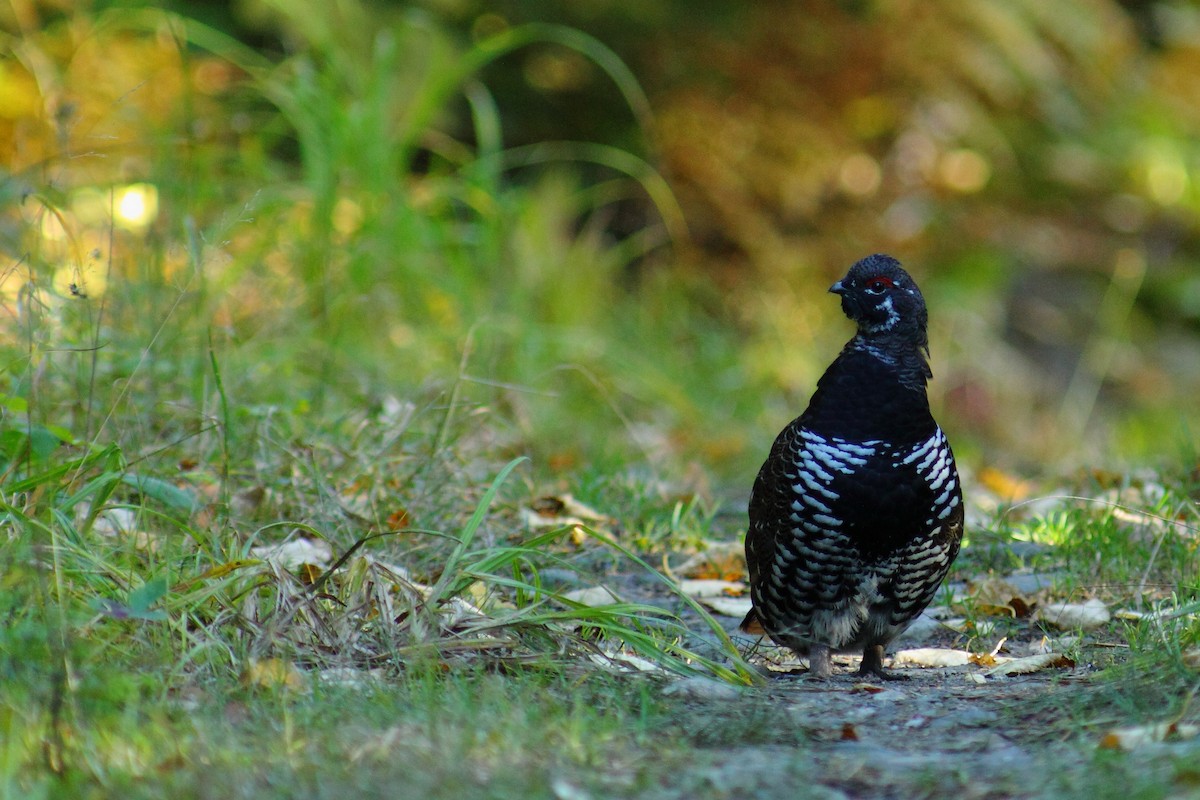 tetřívek kanadský [skupina canadensis] - ML459911131