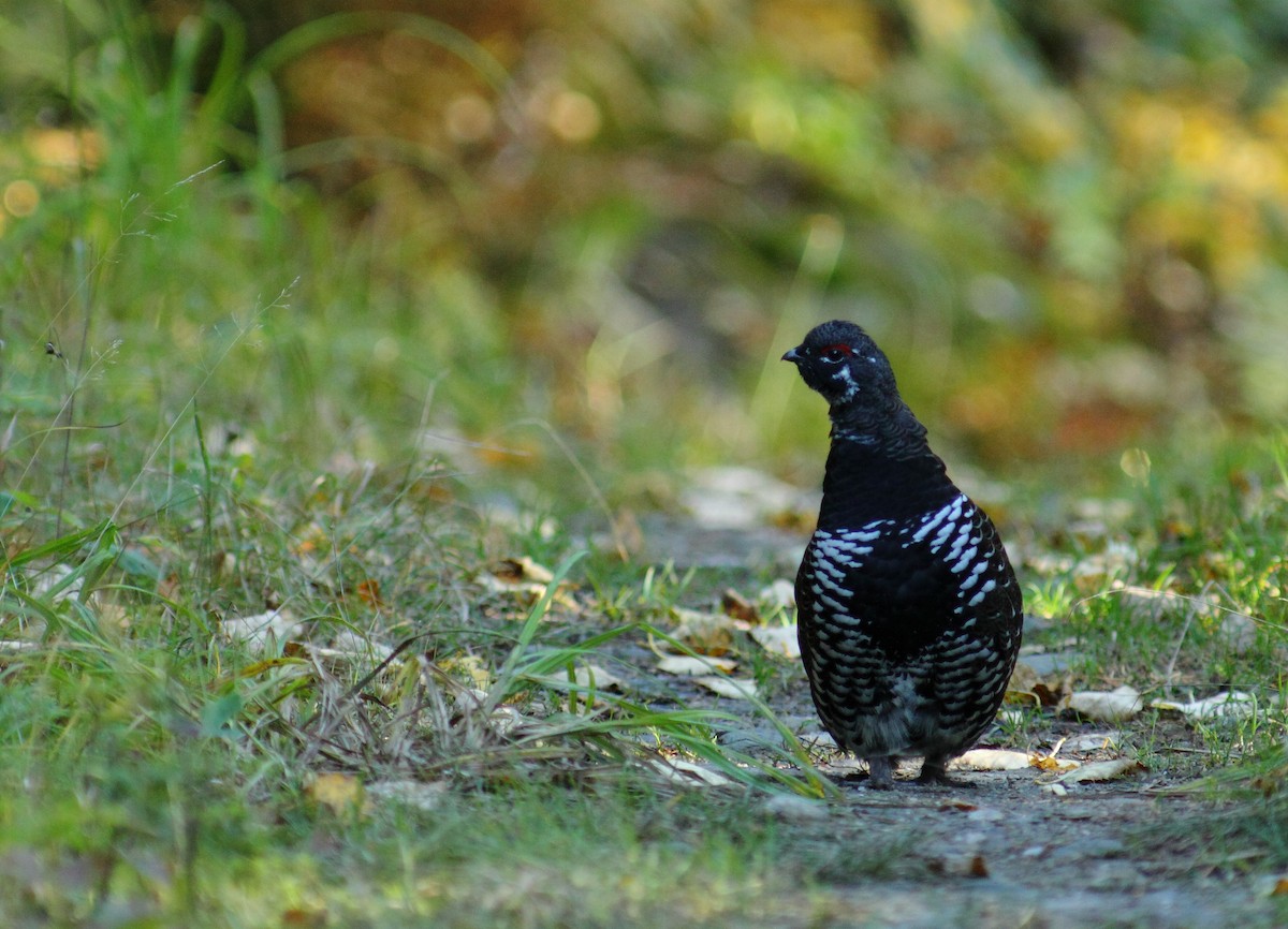 tetřívek kanadský [skupina canadensis] - ML459911151