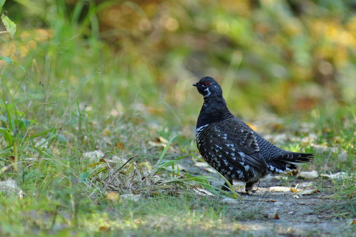 tetřívek kanadský [skupina canadensis] - ML459911181