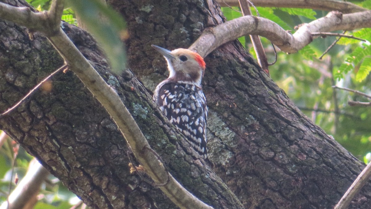 Yellow-crowned Woodpecker - ML459911191
