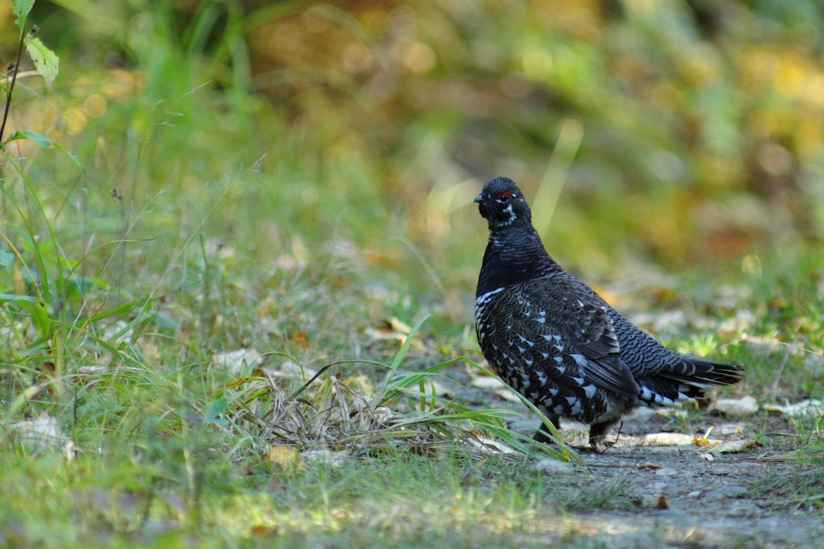 tetřívek kanadský [skupina canadensis] - ML459911221