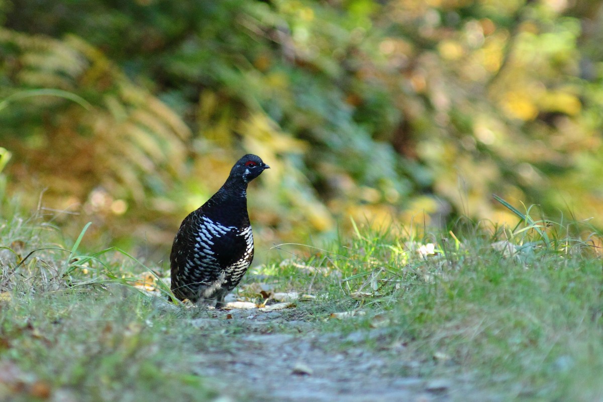 tetřívek kanadský [skupina canadensis] - ML459911231