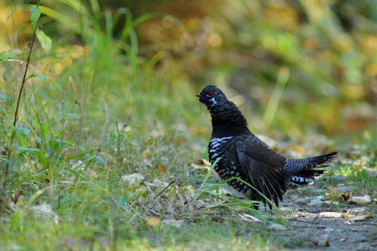 tetřívek kanadský [skupina canadensis] - ML459911241