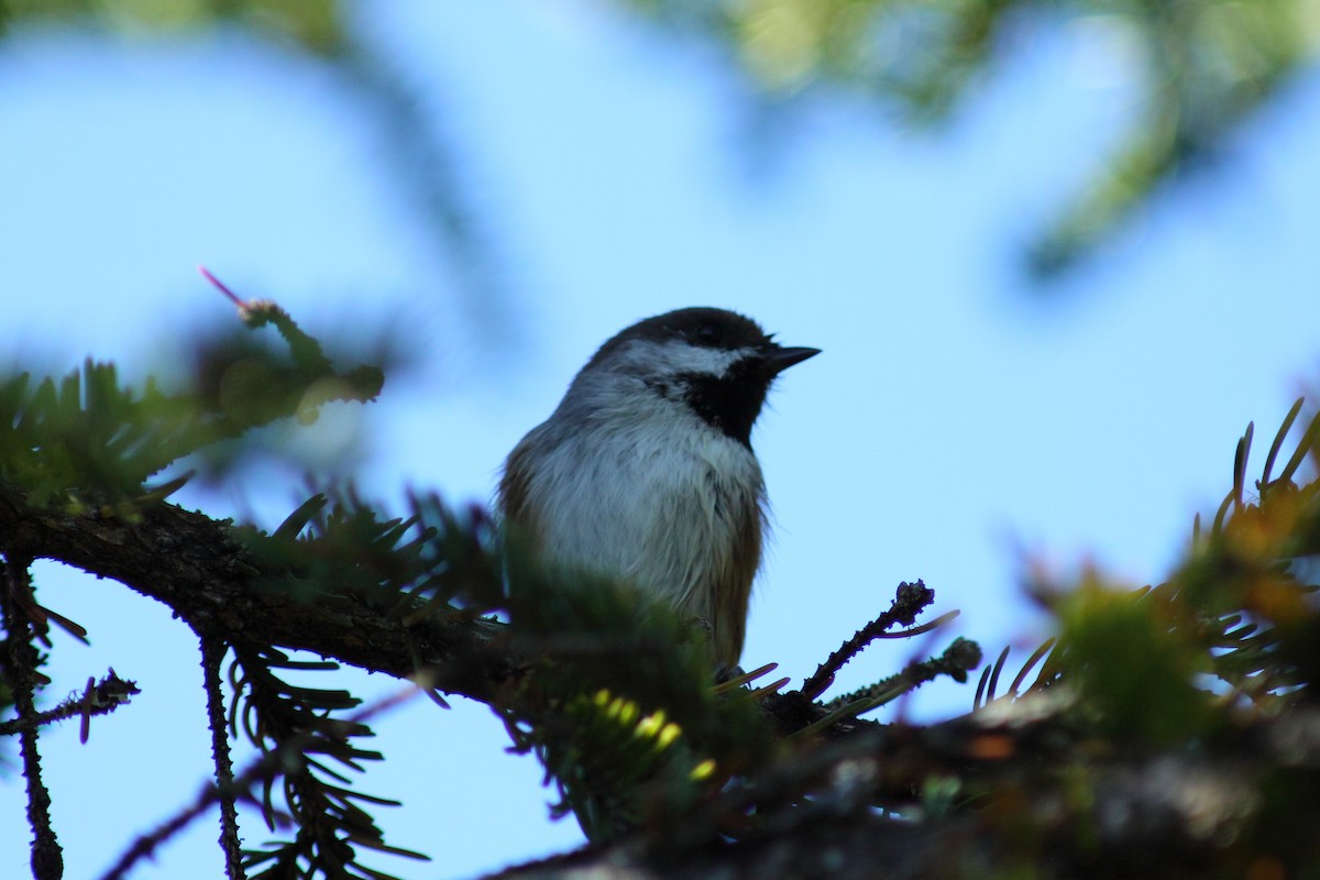 Boreal Chickadee - ML459911251