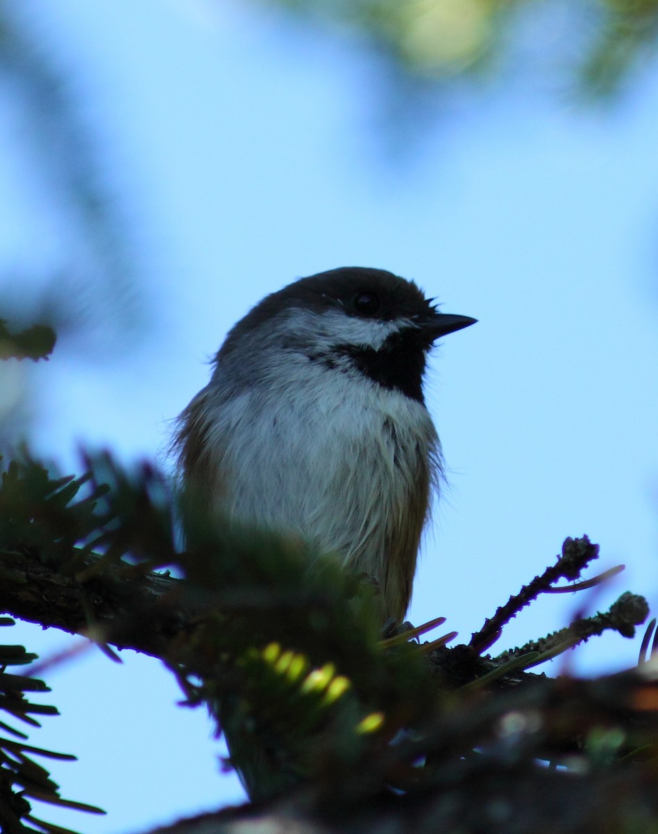 Boreal Chickadee - ML459911291