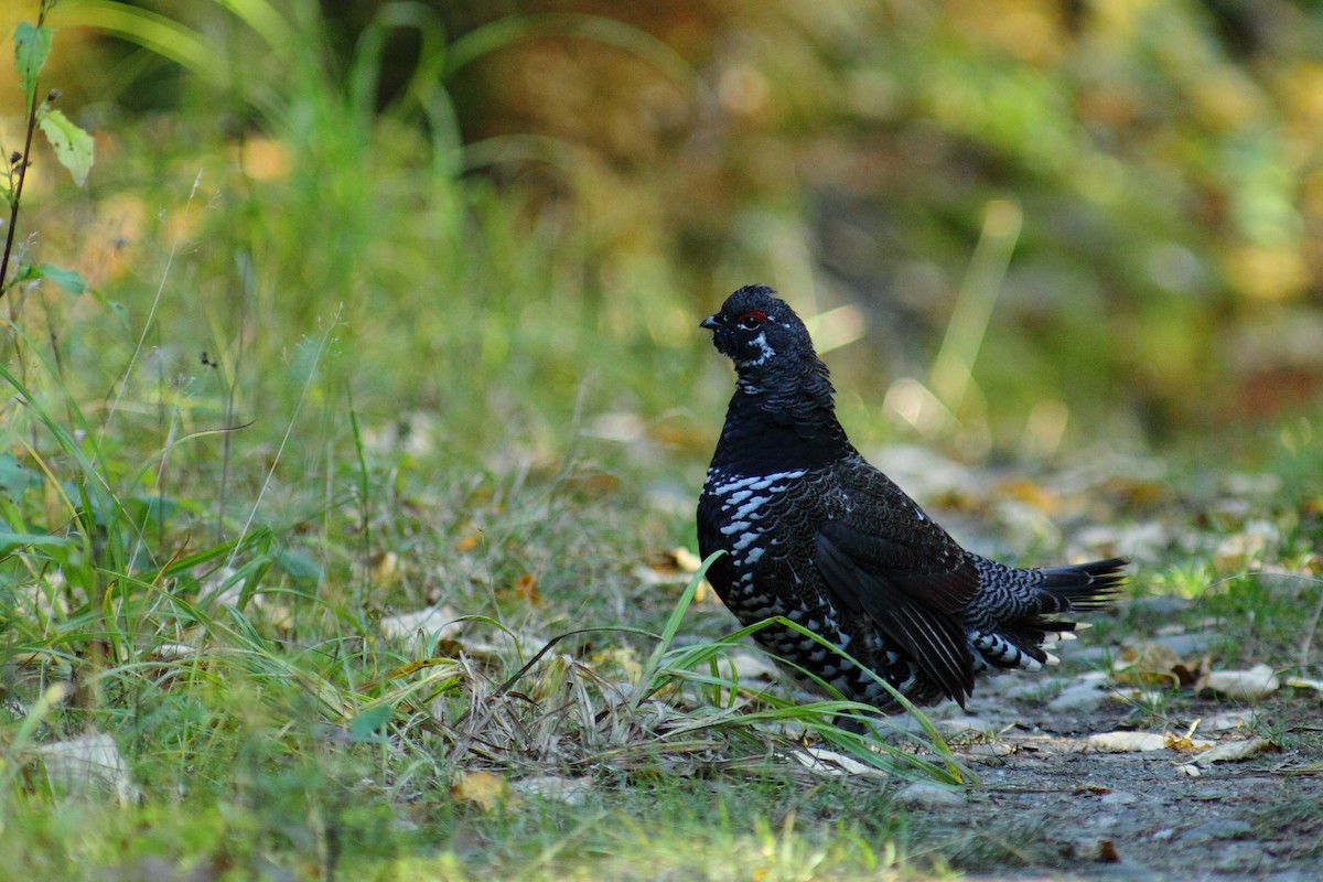 tetřívek kanadský [skupina canadensis] - ML459911301