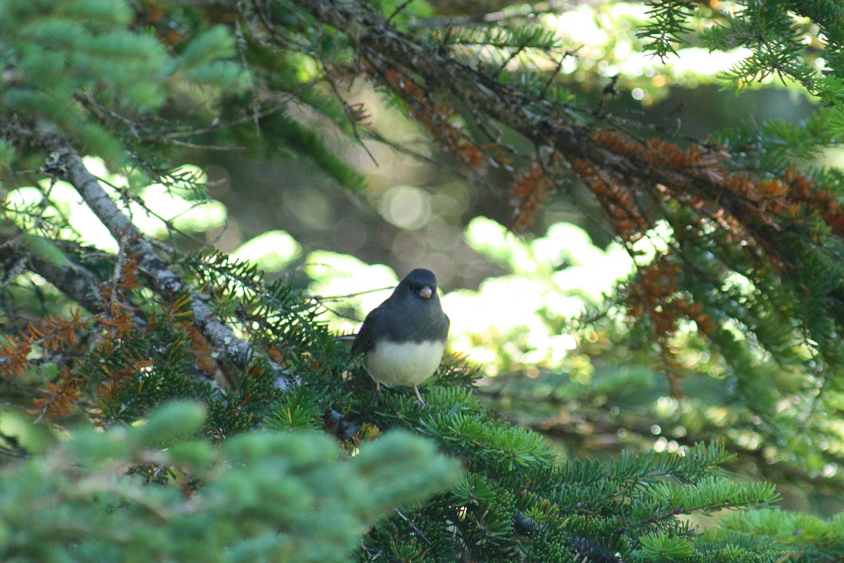 strnadec zimní (ssp. hyemalis/carolinensis) - ML459911311