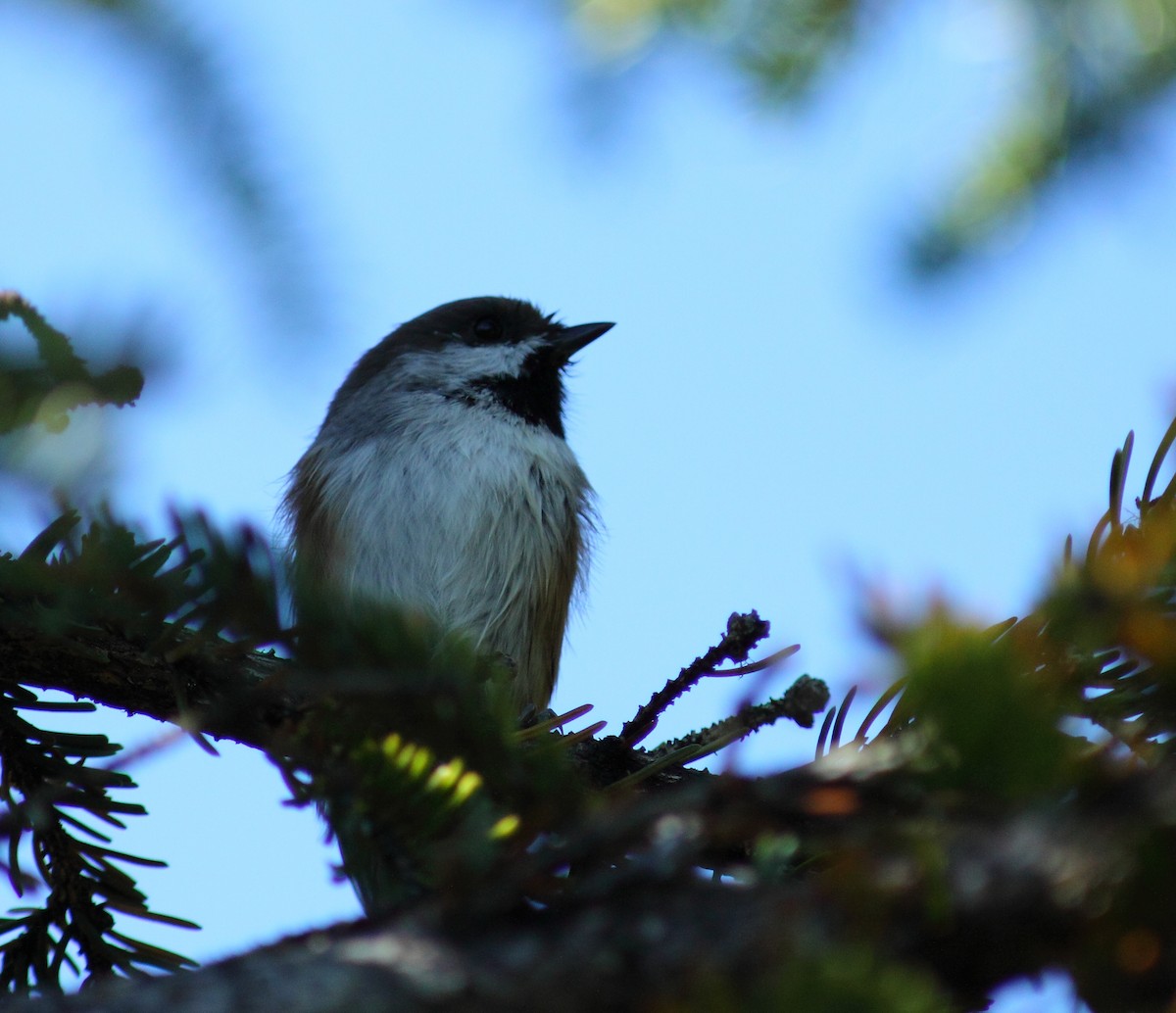 Boreal Chickadee - ML459911331