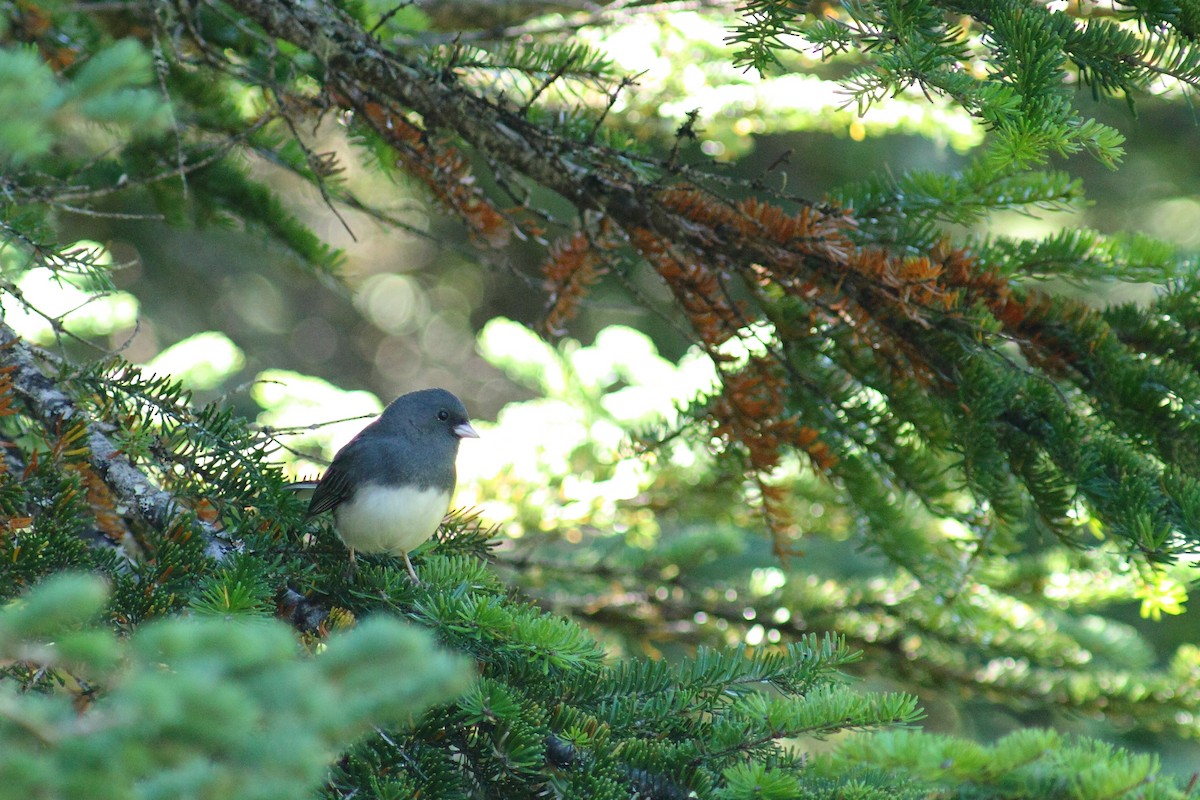 strnadec zimní (ssp. hyemalis/carolinensis) - ML459911341