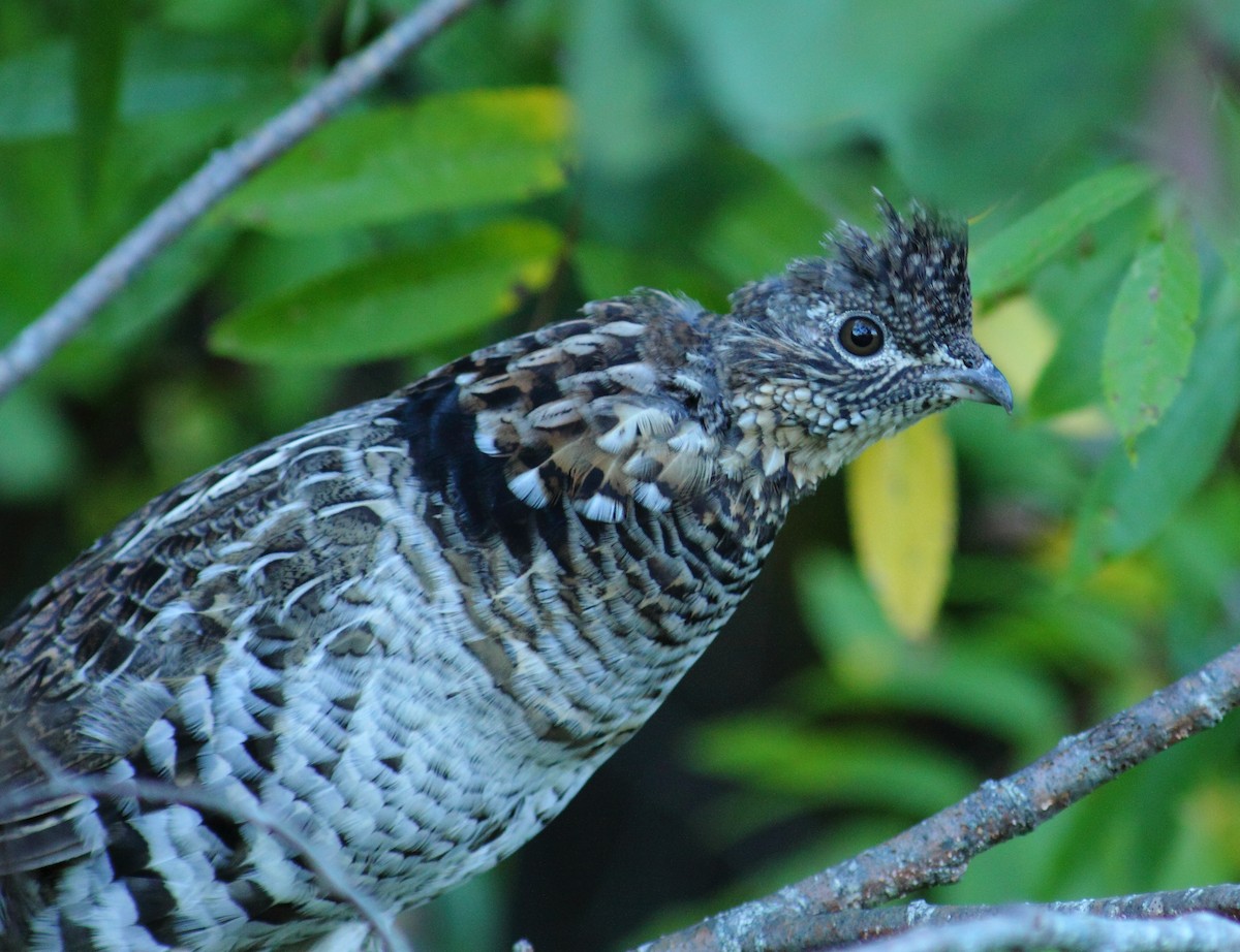 Ruffed Grouse - ML459912521