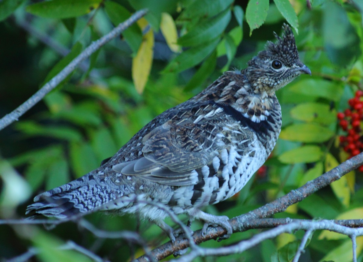 Ruffed Grouse - ML459912581