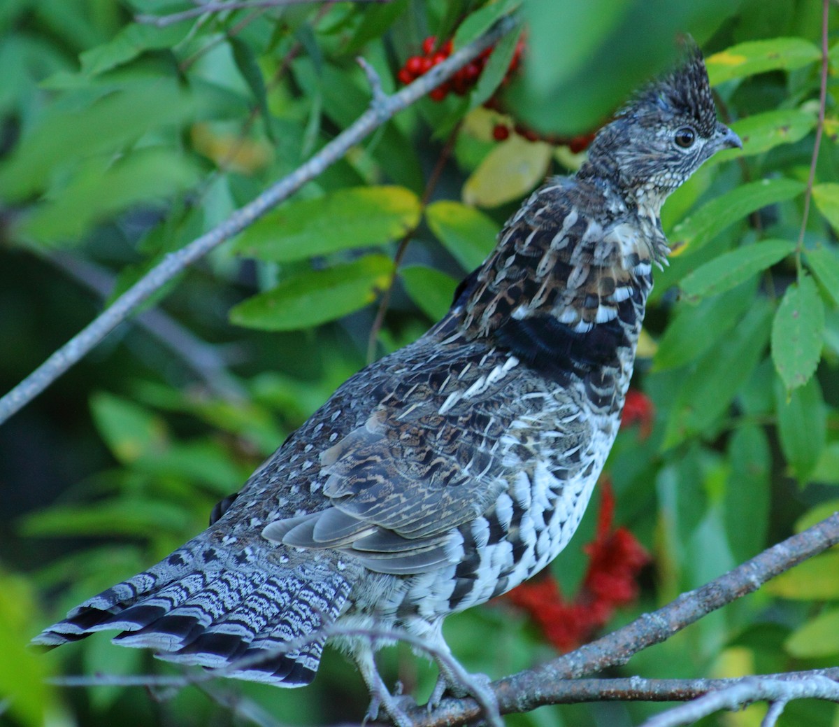 Ruffed Grouse - ML459912601