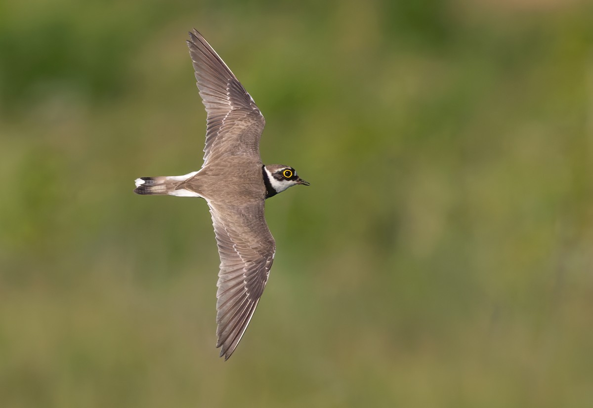 Little Ringed Plover - Lars Petersson | My World of Bird Photography
