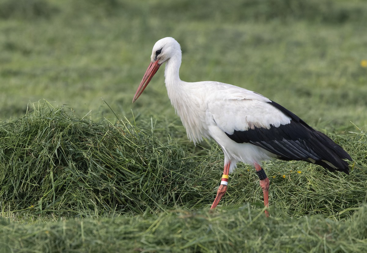 White Stork - ML459913771