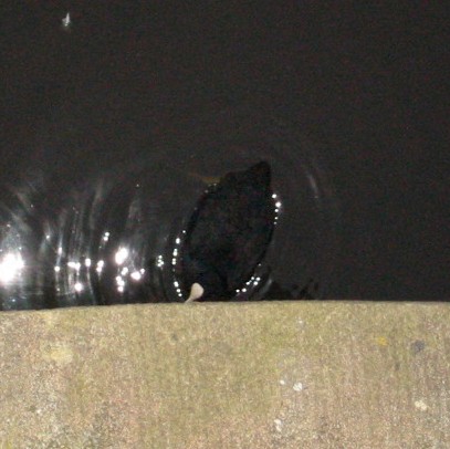 Eurasian Coot - ML459915161