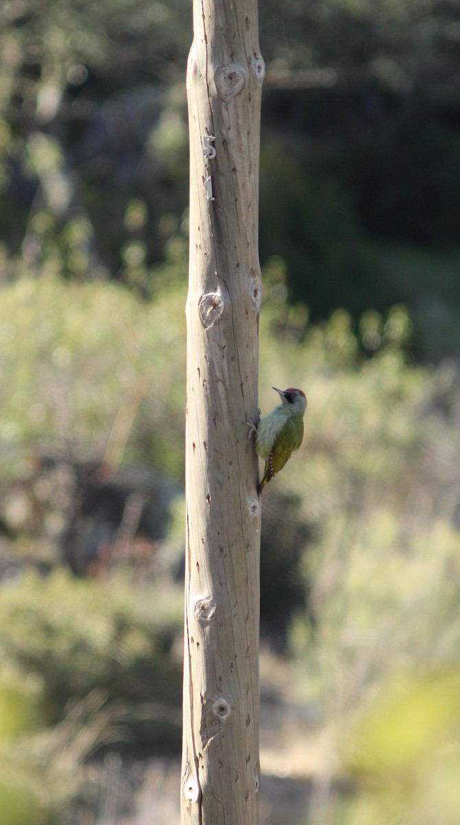 Iberian Green Woodpecker - ML459916031