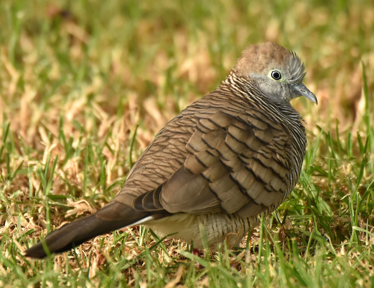 Zebra Dove - ML45991621