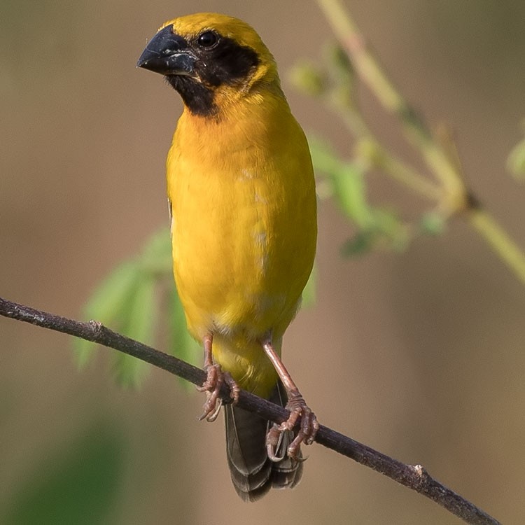 Asian Golden Weaver - www.aladdin .st