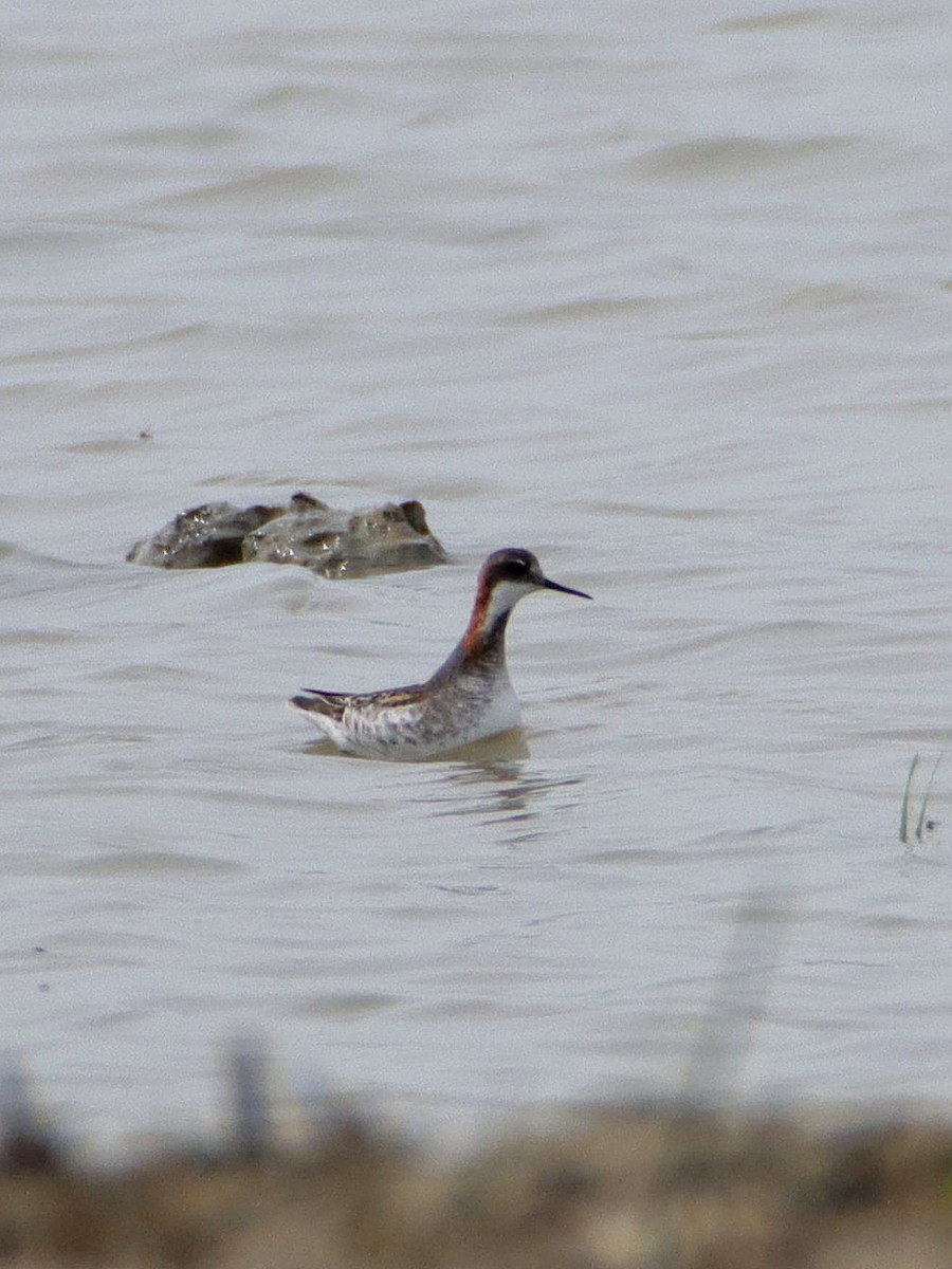 Red-necked Phalarope - ML459918131