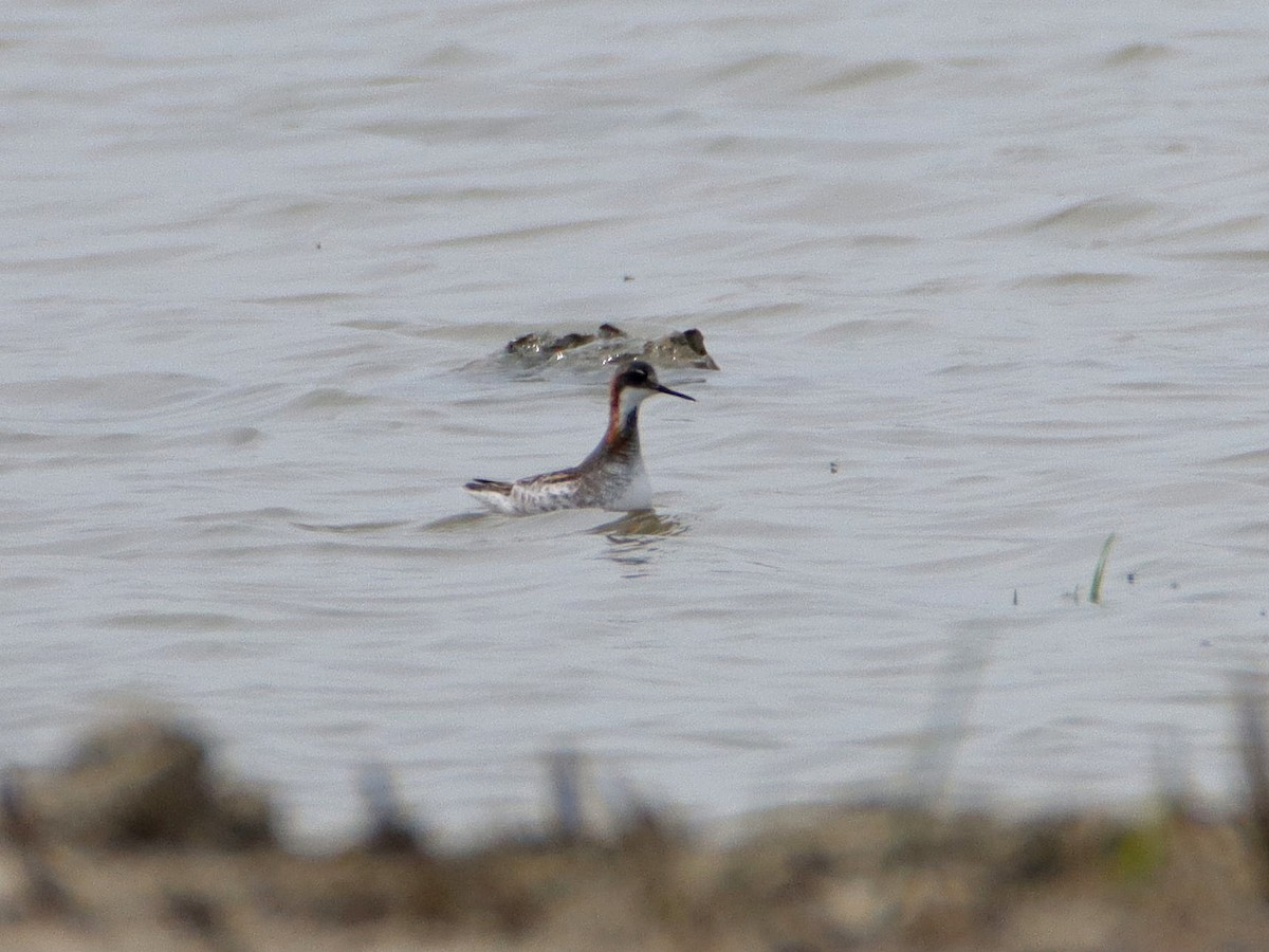 Red-necked Phalarope - ML459918171