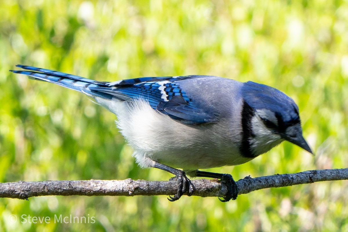 Blue Jay - ML459918831